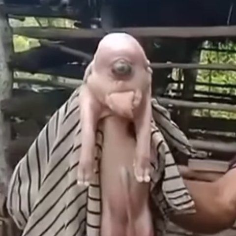 Babi di NTT Berbentuk Unik