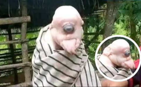 Anak Babi Berbentuk Unik Bikin Heboh