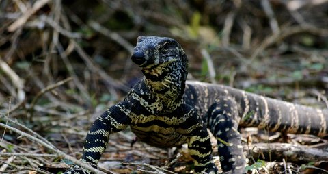 Jenis-jenis Reptil Ini Ternyata Banyak Peminatnya, Termasuk Biawak