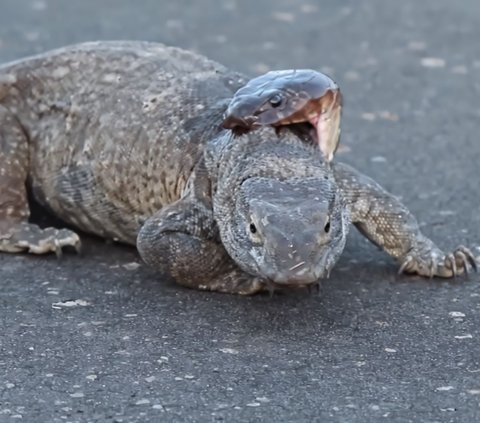 Viral Pertarungan King Kobra Lawan Biawak di Jalan Raya Ini Endingnya Justru Mengejutkan