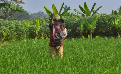 Seorang petani menggendong anaknya saat menaburkan pupuk phonska pada tanaman padi huma di Desa Iwul, Bogor, Senin (24/02/2025). Distribusi pupuk subsidi kepada petani mulai lancar sejak akhir tahun 2024 lalu. Setiap anggota kelompok tani mendapatkan jatah masing-masing 2 kwintal jenis pupuk urea dan ponska dengan harga Rp150 ribu per 50 kilogram ditambah ongkos kirim.
