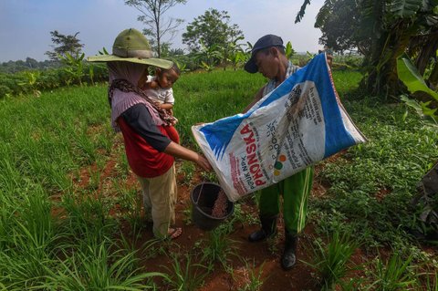 Petani menuangkan pupuk phonska pada ember sebelum ditaburkan ke tanaman padi huma di Desa Iwul, Bogor, Senin (24/02/2025). Distribusi pupuk subsidi kepada petani mulai lancar sejak akhir tahun 2024 lalu. Setiap anggota kelompok tani mendapatkan jatah masing-masing 2 kwintal jenis pupuk urea dan ponska dengan harga Rp150 ribu per 50 kilogram ditambah ongkos kirim.