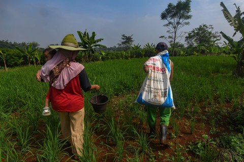 Petani menaburkan pupuk phonska pada tanaman padi huma di Desa Iwul, Bogor, Senin (24/02/2025). Distribusi pupuk subsidi kepada petani mulai lancar sejak akhir tahun 2024 lalu. Setiap anggota kelompok tani mendapatkan jatah masing-masing 2 kwintal jenis pupuk urea dan ponska dengan harga Rp150 ribu per 50 kilogram ditambah ongkos kirim.