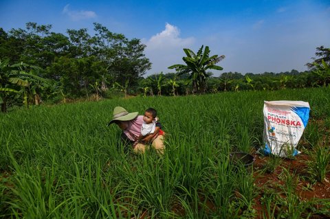 Petani menaburkan pupuk phonska pada tanaman padi huma di Desa Iwul, Bogor, Senin (24/02/2025). Distribusi pupuk subsidi kepada petani mulai lancar sejak akhir tahun 2024 lalu. Setiap anggota kelompok tani mendapatkan jatah masing-masing 2 kwintal jenis pupuk urea dan ponska dengan harga Rp150 ribu per 50 kilogram ditambah ongkos kirim.