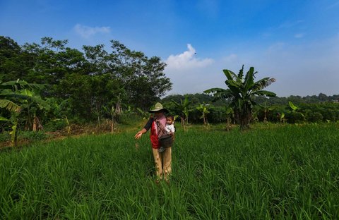 Petani menaburkan pupuk phonska pada tanaman padi huma di Desa Iwul, Bogor, Senin (24/02/2025). Distribusi pupuk subsidi kepada petani mulai lancar sejak akhir tahun 2024 lalu. Setiap anggota kelompok tani mendapatkan jatah masing-masing 2 kwintal jenis pupuk urea dan ponska dengan harga Rp150 ribu per 50 kilogram ditambah ongkos kirim.