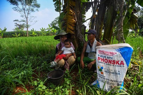 Petani beristirahat setelah menaburkan pupuk phonska pada tanaman padi huma di Desa Iwul, Bogor, Senin (24/02/2025). Distribusi pupuk subsidi kepada petani mulai lancar sejak akhir tahun 2024 lalu. Setiap anggota kelompok tani mendapatkan jatah masing-masing 2 kwintal jenis pupuk urea dan ponska dengan harga Rp150 ribu per 50 kilogram ditambah ongkos kirim.