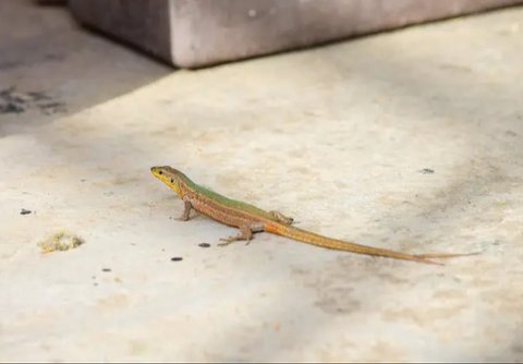 ilustrsi gambar cicak (sumber: Pixabay)