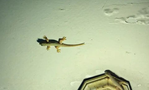 Ilustrasi Cicak/https://www.shutterstock.com/Mas Jono