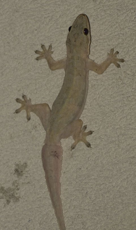 Ajaran Islam memerintahkan umatnya agar tidak percaya kepada mitos, namun percaya kepada Allah SWT.