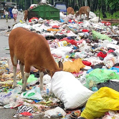 Sapi makan sampah berserakan di Kupang
