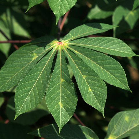 Ilustrasi daun singkong.