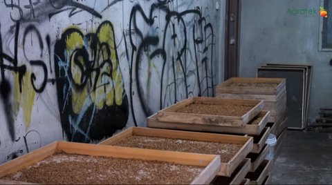 ternak ulat hongkong