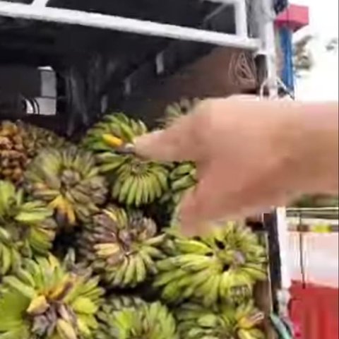 mobil angkut pisang dituding bawa sabu