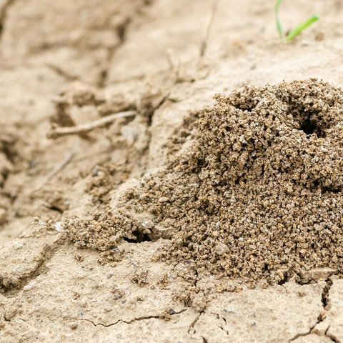 Gundukan Rayap Aktif Tertua di Dunia yang Berusia 34.000 Tahun, di Sini Lokasinya