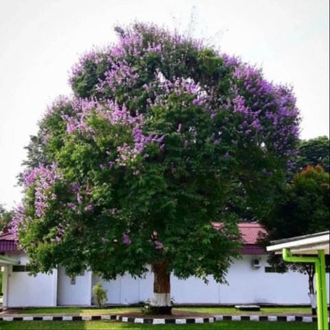 Pohon yang Tidak Merusak Tembok