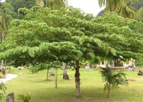 Pohon yang Tidak Merusak Tembok