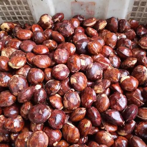 Ilustrasi jengkol. (Image by Andry Hariana from Pixabay)