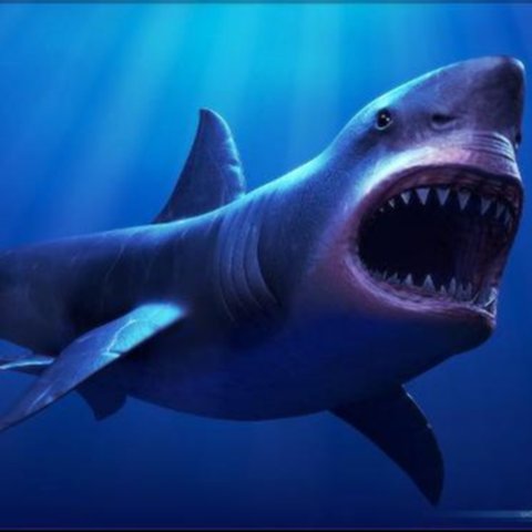 Megalodon diperkirakan masih hidup. Sebuah video memperlihatkan hewan raksasa tersebut.