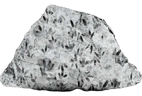 temuan jejak kaki dinosaurus pada sebongkah batu