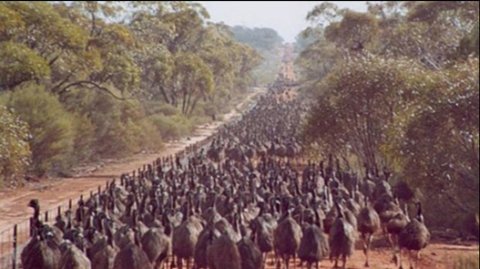 Perang Melawan Burung Emu