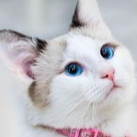 450 Rekomendasi Nama Kucing Betina yang Imut, Unik, dan Cantik