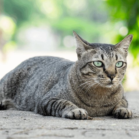Ilustrasi Kucing Moggy