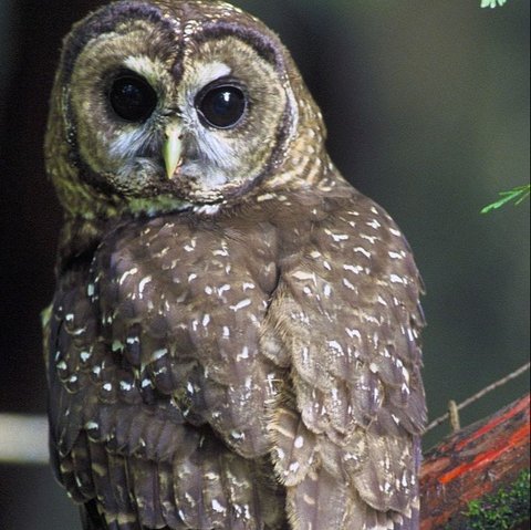 Burung hantu tutul utara (Strix occidentalis caurina) yang terancam punah.