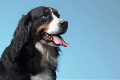 Ilustrasi anak anjing (dok. Pixabay.com/3194556)