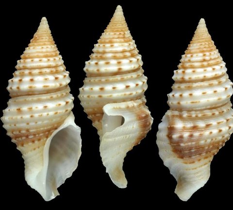 siput beracun