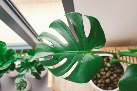 Tanaman monstera deliciosa. &copy;Huy Phan/Unsplash.com