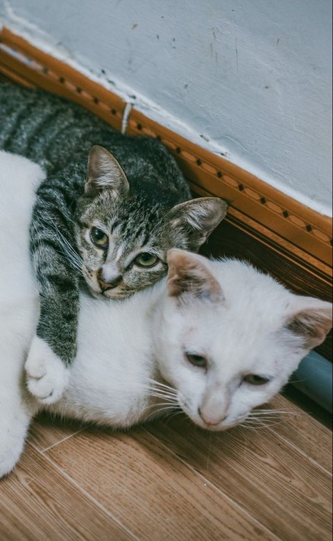 Merdeka.com merangkum informasi tentang 8 jenis suara kucing yang punya arti tertentu.