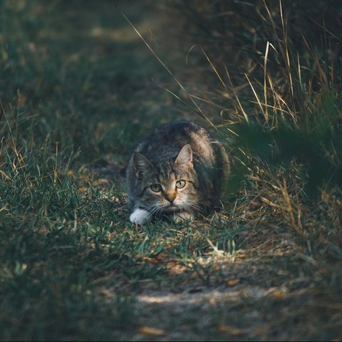 Kucing Berburu