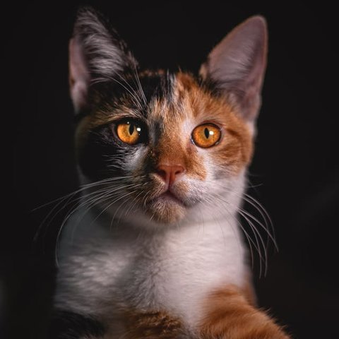 Kucing Kembang Telon dalam Mitos, Ini 6 Makna Positif yang Jarang Diketahui