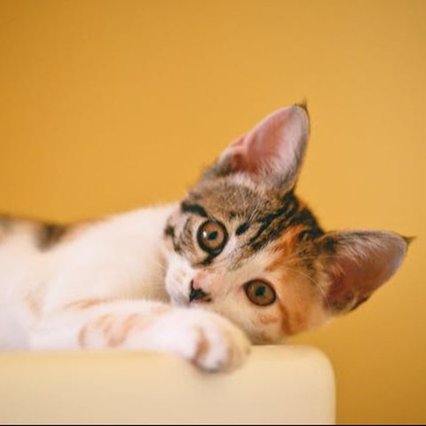 Kucing Kembang Telon dalam Mitos, Ini 6 Makna Positif yang Jarang Diketahui