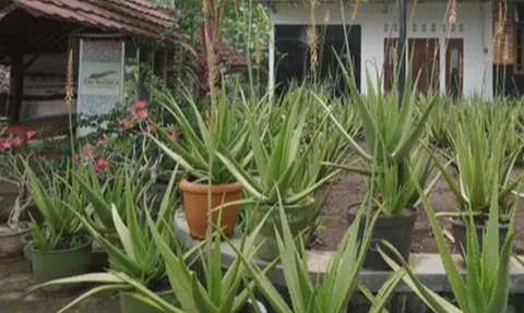 9 Rekomendasi Tanaman Hias Minim Perawatan, Cocok Buat Hunian Minimalis jadi Makin Asri