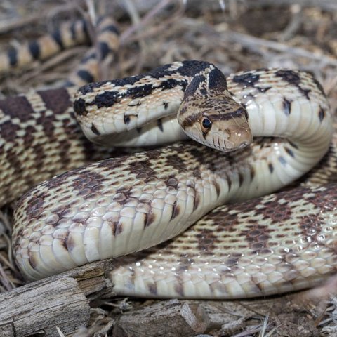 Ilustrasi Great Basin Gopher Snakes (ndow.org)