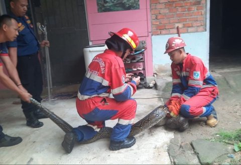 Damkar Kota Jambi berhasil mengevakuasi ular sanca sepanjang enam meter dan berat 40 kilogram dari rumah warga di Kebun Handil, Jelutung; petugas mengimbau warga untuk waspada terhadap hewan melata selama musim hujan.