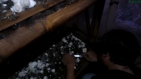 Sering Dikomplain Warga, Anak Muda Lulusan SMP Sukses Budidaya Jamur Merang