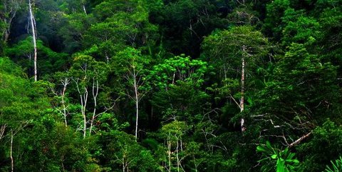 ilustrasi hutan hutan