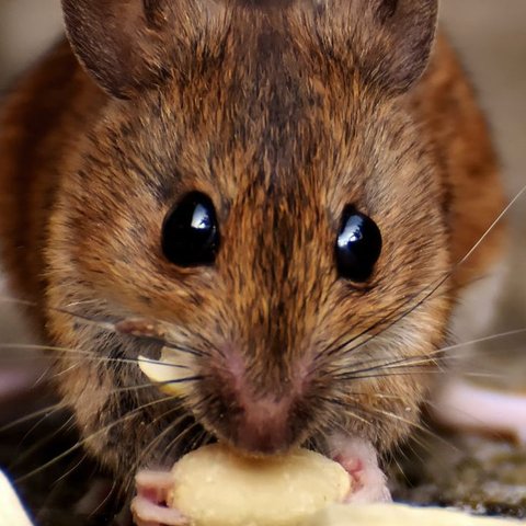 Tikus dan Manusia Ternyata Punya Kesamaan Perilaku, Ini Faktanya