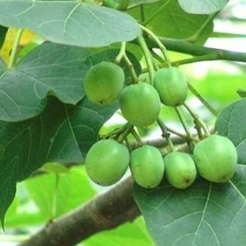 Biji Pohon Jarak