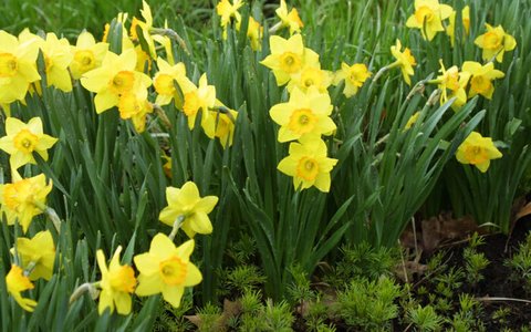 Bunga Bakung atau daffodil (Narcissus spp.)