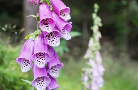 Bunga Digitalis (Foxglove)