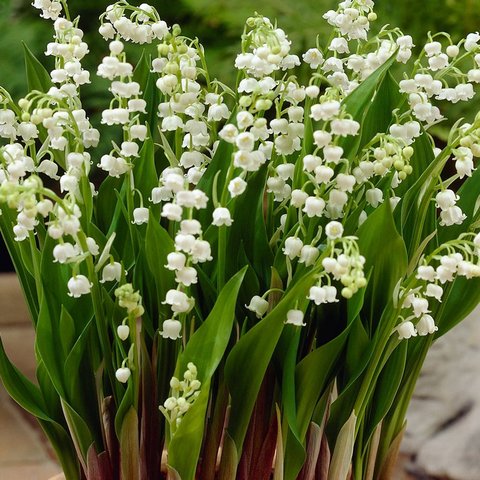Bunga Lily of the Valley