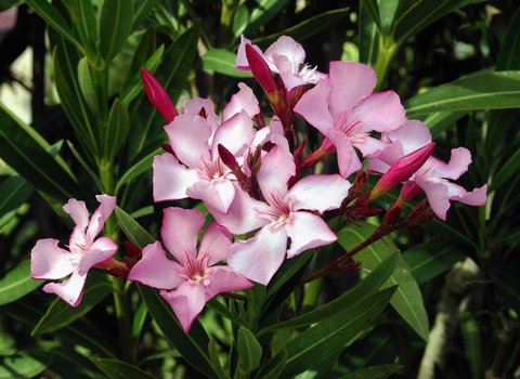 Nerium Oleander atau Bunga Jepun. (Sumber: wikipedia.org)