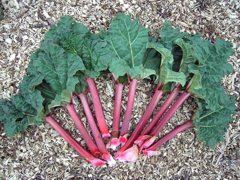 <p>Rhubarb (Rheum rhabarbarum). (Wikipedia/Creative Commons)</p>
