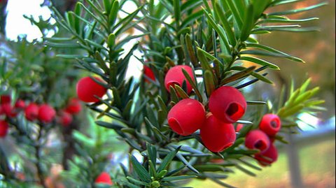 Pohon Yew
