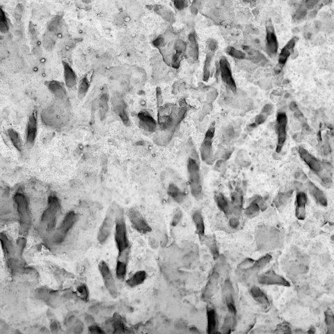 Jejak Kaki Misterius Ditemukan di Sekolahan Australia, Ternyata Milik Hewan Purba Pemakan Tumbuhan