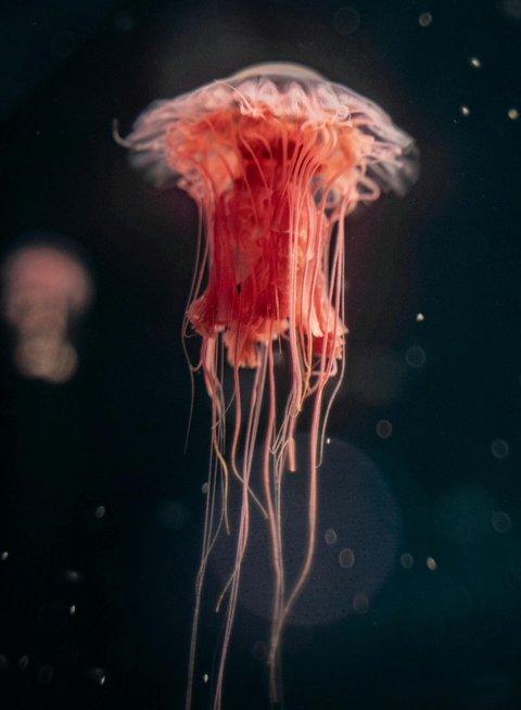 Hewan purba berusia ratusan tahun yang masih hidup hingga saat ini.