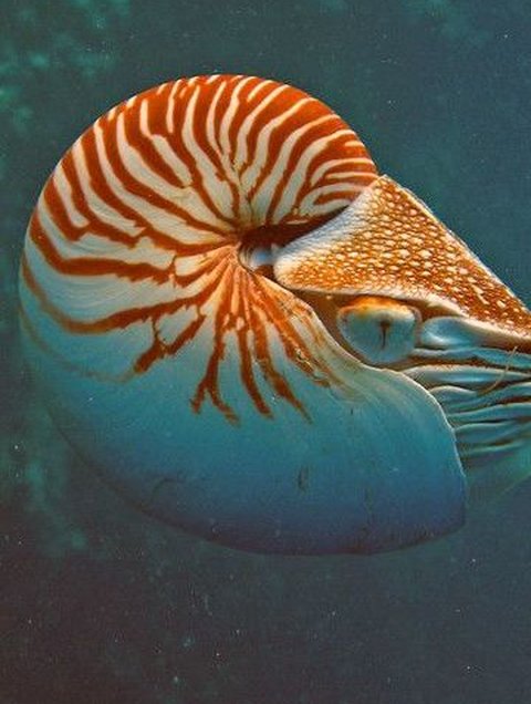 Hewan purba berusia ratusan tahun yang masih hidup hingga saat ini.